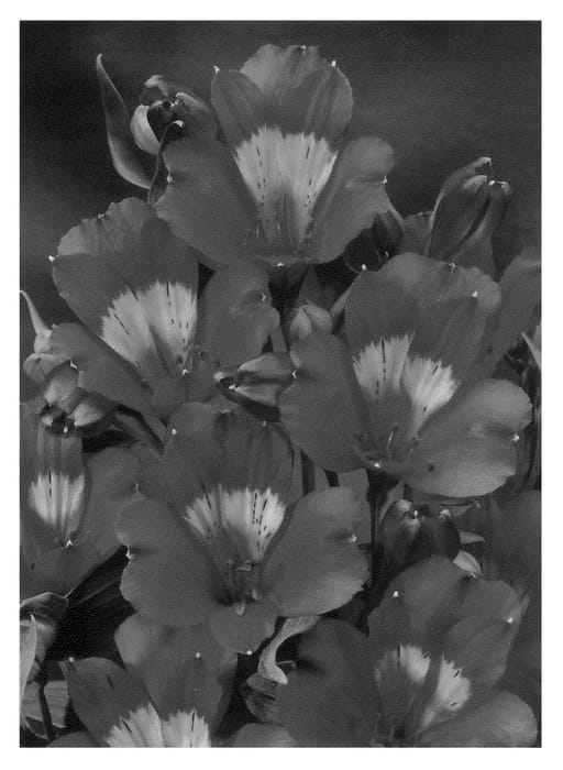 Figure 1 of US plant patent PP20725, the photograph of Zalsaden printed in the patent.