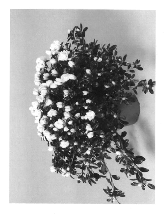 Figure 1 of US plant patent PP20726, the photograph of Hort200001 printed in the patent.