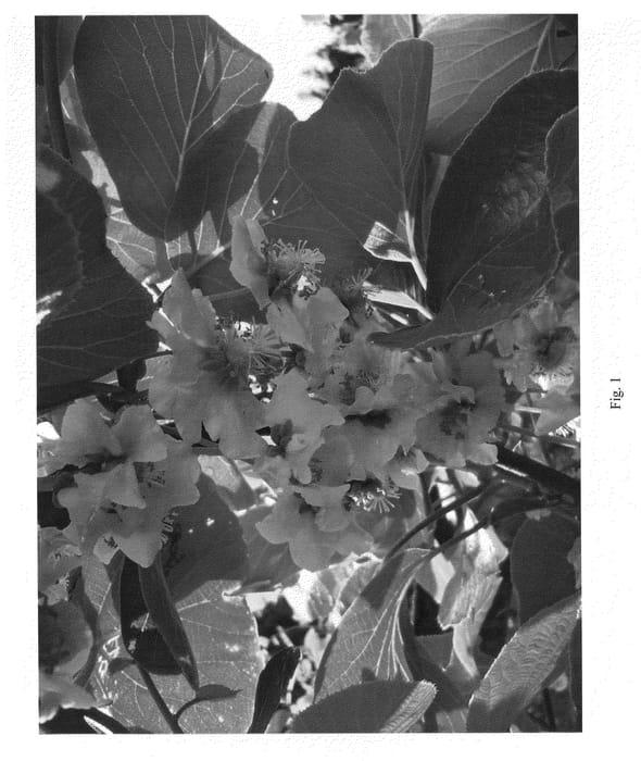 Figure 1 of US plant patent PP20727, the photograph of S600 printed in the patent.