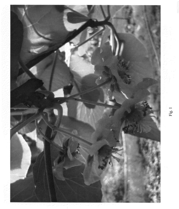 Figure 1 of US plant patent PP20728, the photograph of X60 printed in the patent.