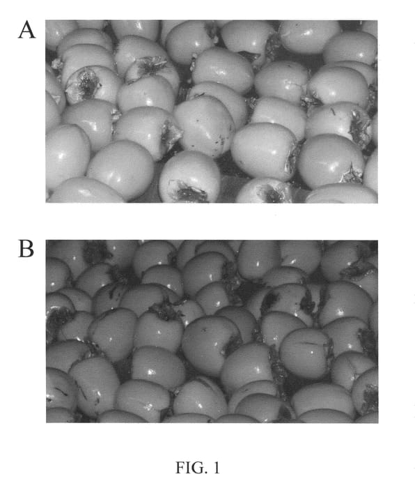 Figure 1 of US plant patent PP20729, the photograph of Nuevo Rojo Brillante printed in the patent.