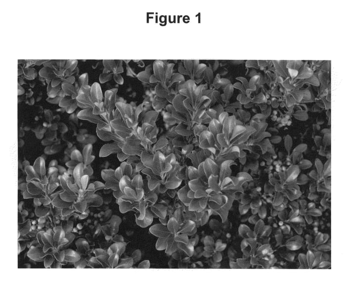 Figure 1 of US plant patent PP20730, the photograph of RutRhaph1 printed in the patent.