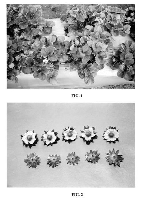 Figure 1 of US plant patent PP20731, the photograph of DrisStrawEleven printed in the patent.