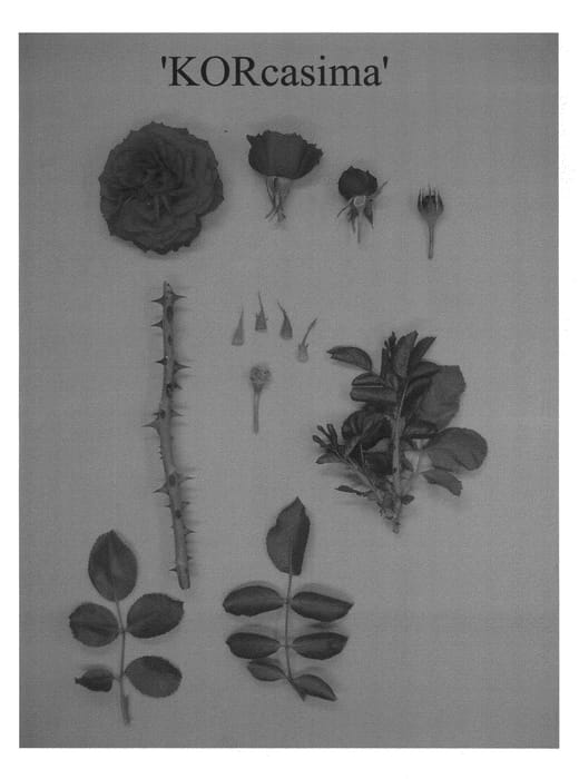 Figure 1 of US plant patent PP20732, the photograph of KORcasima printed in the patent.