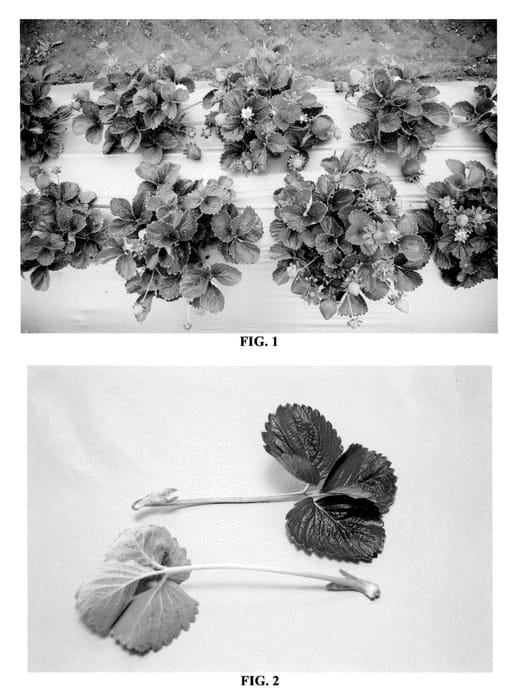 Figure 1 of US plant patent PP20733, the photograph of DrisStrawNine printed in the patent.