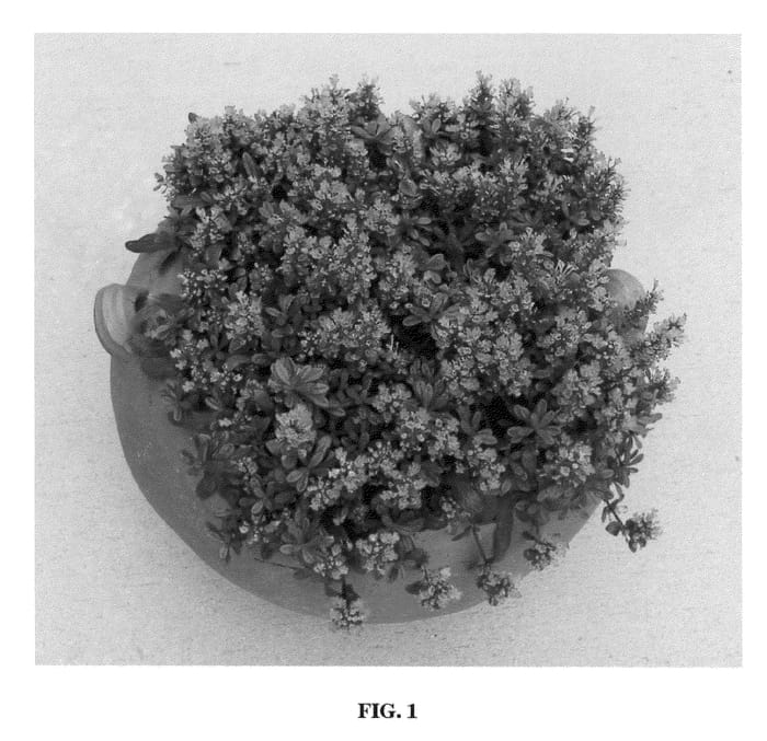 Figure 1 of US plant patent PP20734, the photograph of Mint Chip printed in the patent.