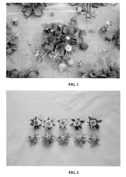 Figure 1 of US plant patent PP20735, the photograph of DrisStrawEight printed in the patent.