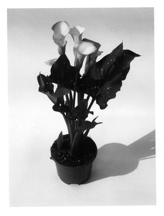 Figure 1 of US plant patent PP20736, the photograph of Captain Amigo printed in the patent.