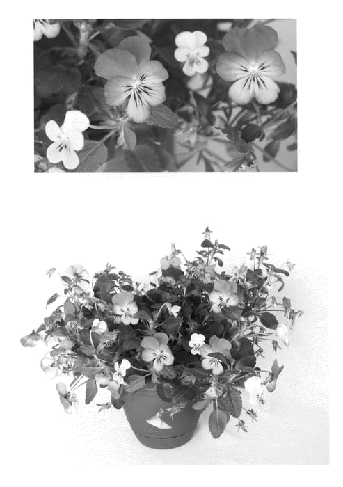 Figure 1 of US plant patent PP20737, the photograph of Flovellempl printed in the patent.