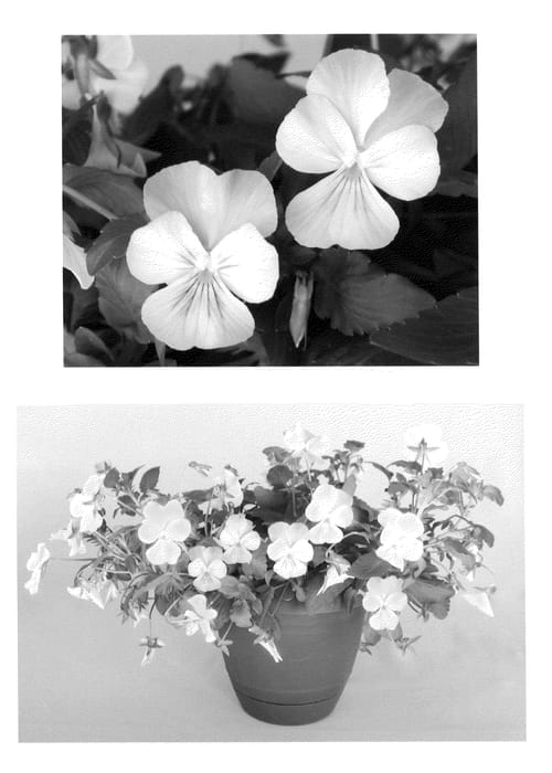 Figure 1 of US plant patent PP20738, the photograph of Flovelbl printed in the patent.