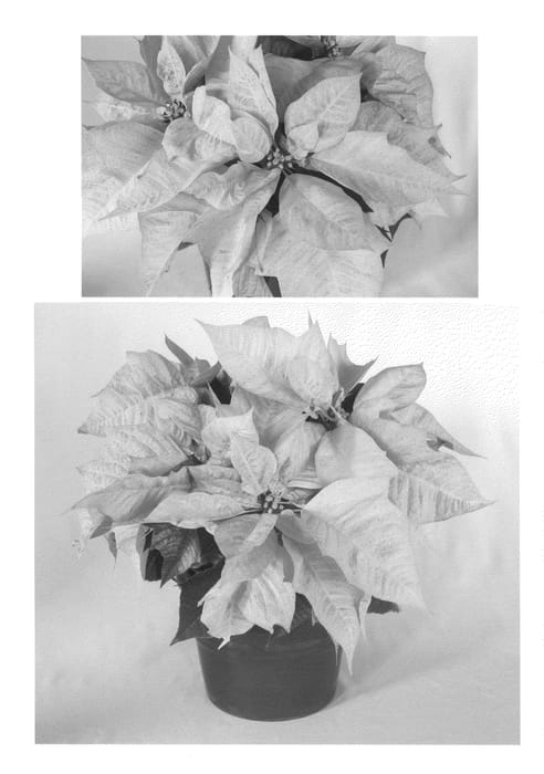 Figure 1 of US plant patent PP20739, the photograph of PER16806 printed in the patent.