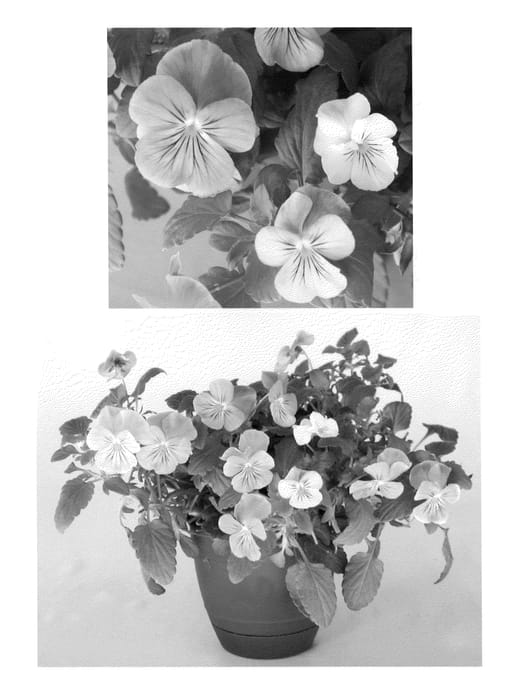 Figure 1 of US plant patent PP20740, the photograph of Flovellavyel printed in the patent.