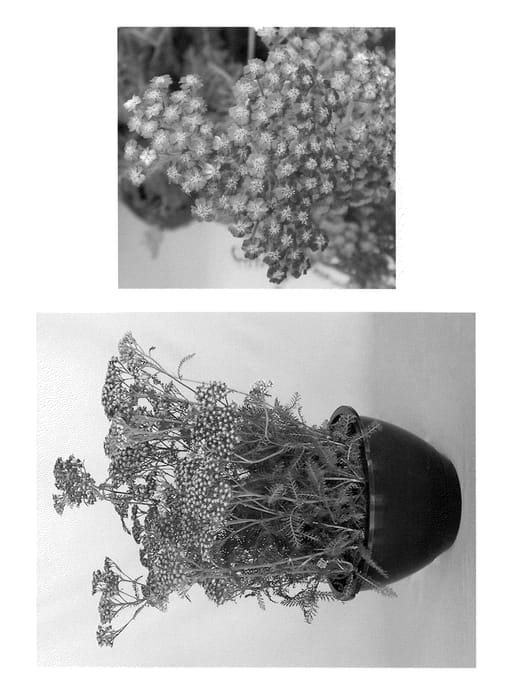 Figure 1 of US plant patent PP20741, the photograph of Pink Grapefruit printed in the patent.