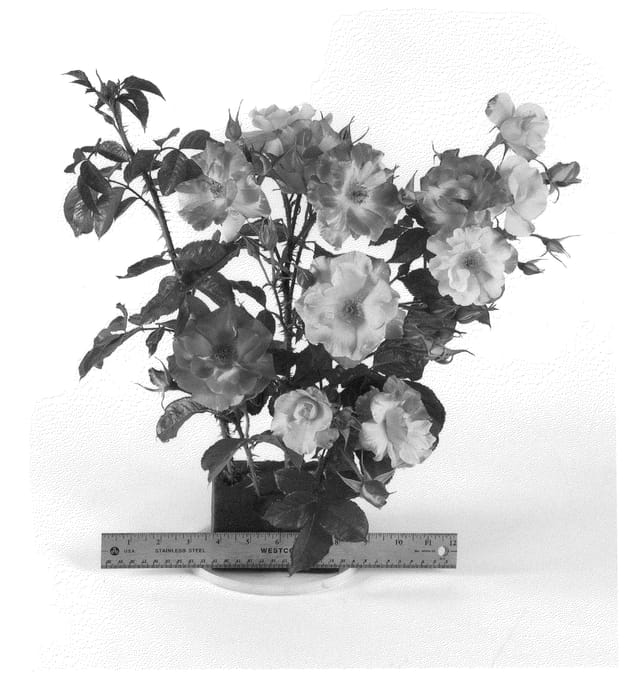 Figure 1 of US plant patent PP20742, the photograph of Wekausboy printed in the patent.