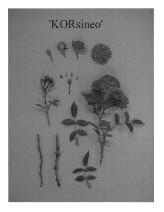 Figure 1 of US plant patent PP20743, the photograph of KORsineo printed in the patent.