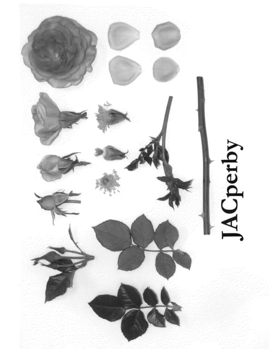 Figure 1 of US plant patent PP20744, the photograph of JACperby printed in the patent.