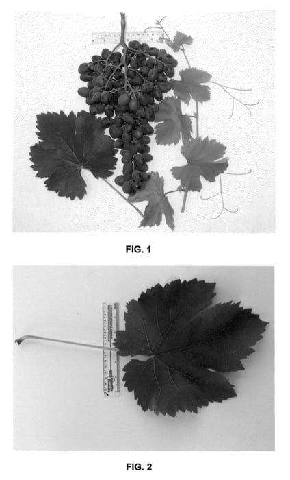 Figure 1 of US plant patent PP20745, the photograph of A-2640 printed in the patent.
