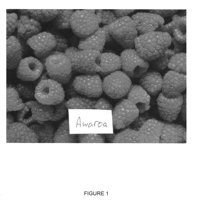 Figure 1 of US plant patent PP20746, the photograph of Awaroa printed in the patent.