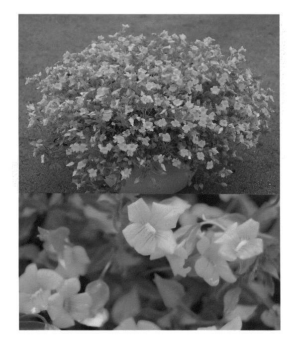 Figure 1 of US plant patent PP20747, the photograph of Sunmecakira printed in the patent.