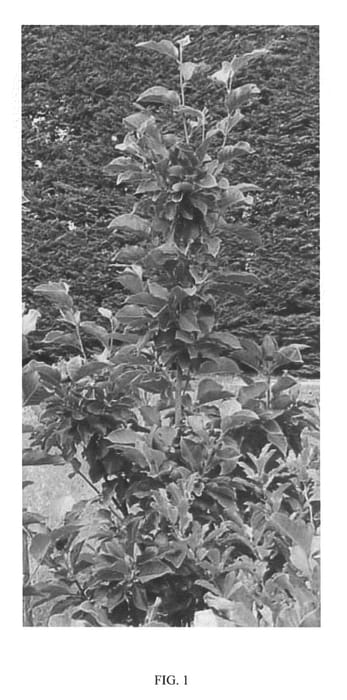 Figure 1 of US plant patent PP20748, the photograph of GENIE printed in the patent.