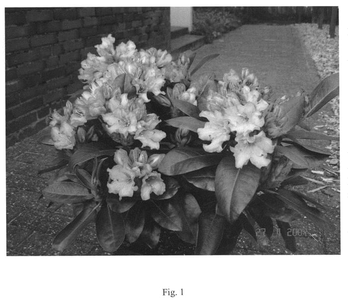Figure 1 of US plant patent PP20749, the photograph of Rhodunter 149 printed in the patent.