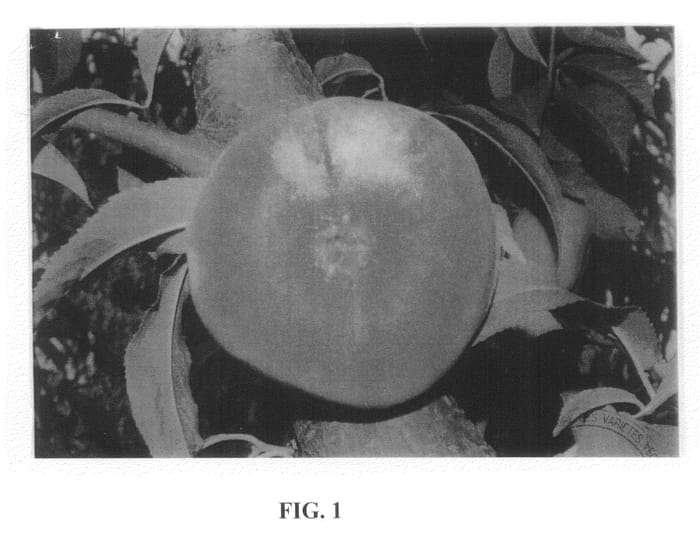 Figure 1 of US plant patent PP20750, the photograph of FLATQUEEN printed in the patent.