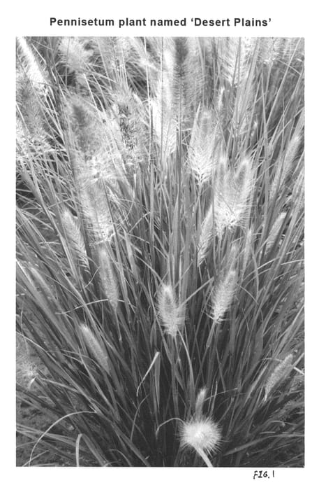 Figure 1 of US plant patent PP20751, the photograph of Desert Plains printed in the patent.