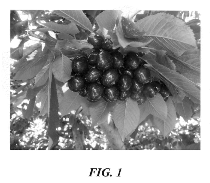 Figure 1 of US plant patent PP20752, the photograph of Maddison printed in the patent.