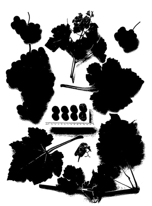 Figure 1 of US plant patent PP20753, the photograph of Sheegene-4 printed in the patent.