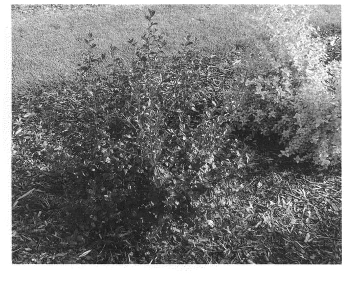 Figure 1 of US plant patent PP20754, the photograph of FIT02 printed in the patent.