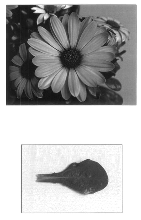 Figure 1 of US plant patent PP20755, the photograph of Sunny Fiona printed in the patent.