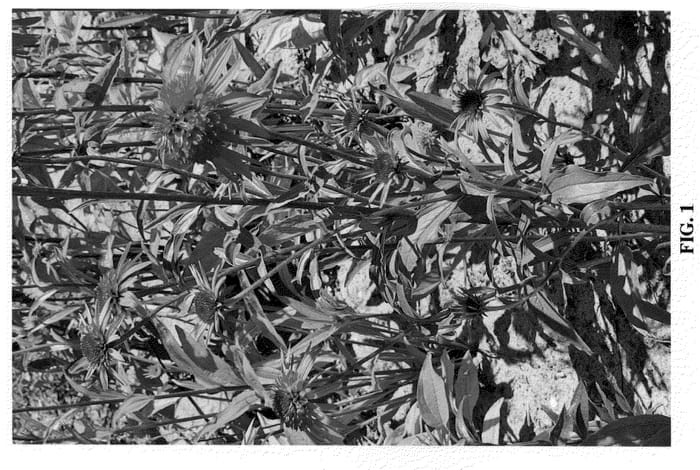 Figure 1 of US plant patent PP20756, the photograph of Irresistible printed in the patent.