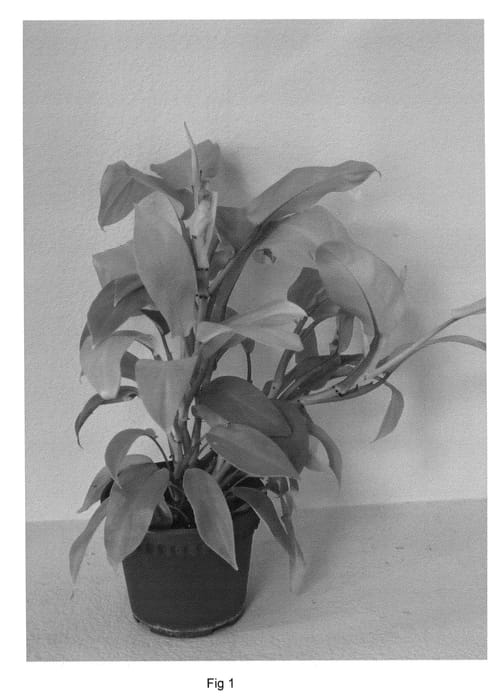 Figure 1 of US plant patent PP20757, the photograph of Lemon Lime printed in the patent.