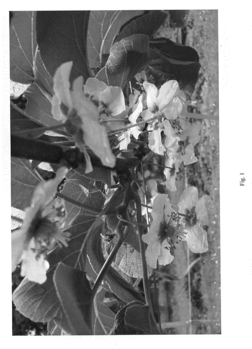Figure 1 of US plant patent PP20758, the photograph of W45 printed in the patent.