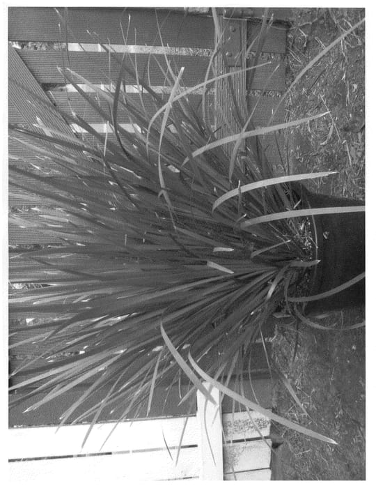 Figure 1 of US plant patent PP20759, the photograph of LHCOM printed in the patent.