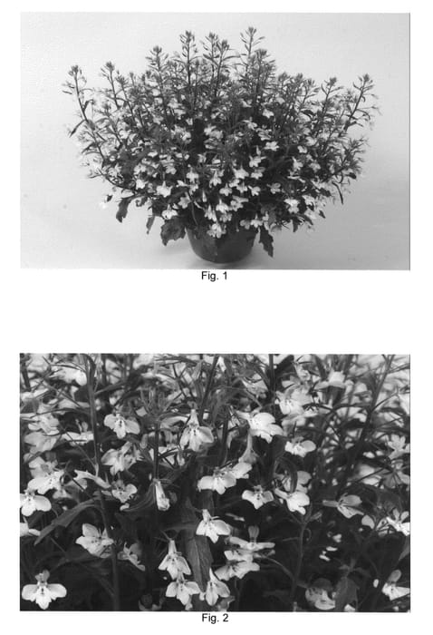 Figure 1 of US plant patent PP20760, the photograph of Tech Heplib printed in the patent.
