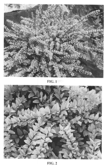 Figure 1 of US plant patent PP20761, the photograph of Briliame printed in the patent.