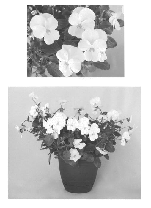 Figure 1 of US plant patent PP20762, the photograph of Flovelwh printed in the patent.