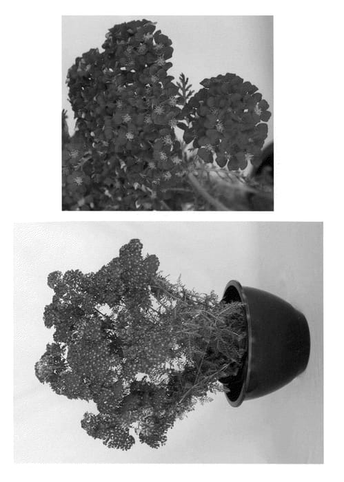 Figure 1 of US plant patent PP20763, the photograph of Pomegranate printed in the patent.
