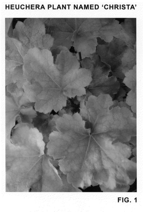Figure 1 of US plant patent PP20764, the photograph of Christa printed in the patent.