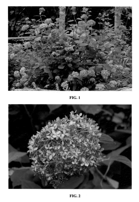 Figure 1 of US plant patent PP20765, the photograph of NCHA1 printed in the patent.