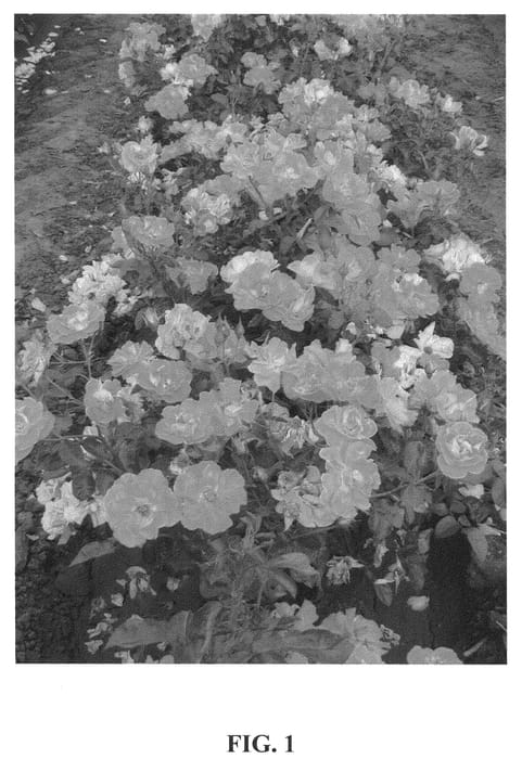 Figure 1 of US plant patent PP20767, the photograph of Sunstar printed in the patent.