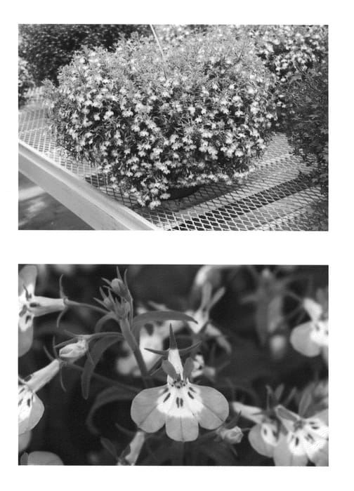 Figure 1 of US plant patent PP20768, the photograph of WESLOTI printed in the patent.