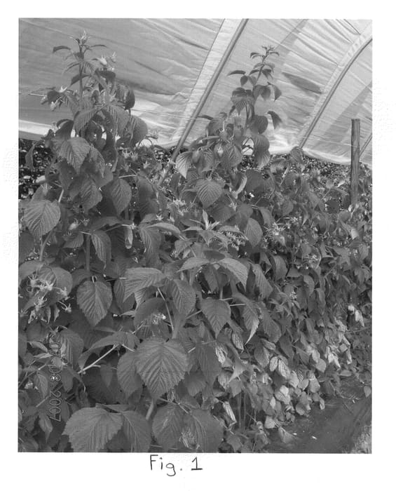 Figure 1 of US plant patent PP20769, the photograph of Autumn Treasure printed in the patent.