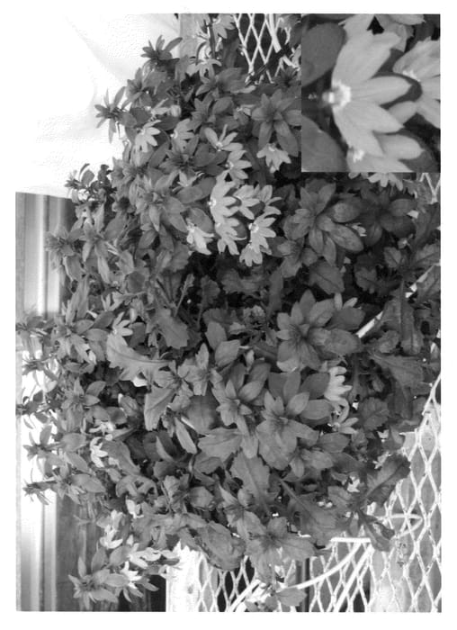 Figure 1 of US plant patent PP20770, the photograph of Bomy Laver printed in the patent.