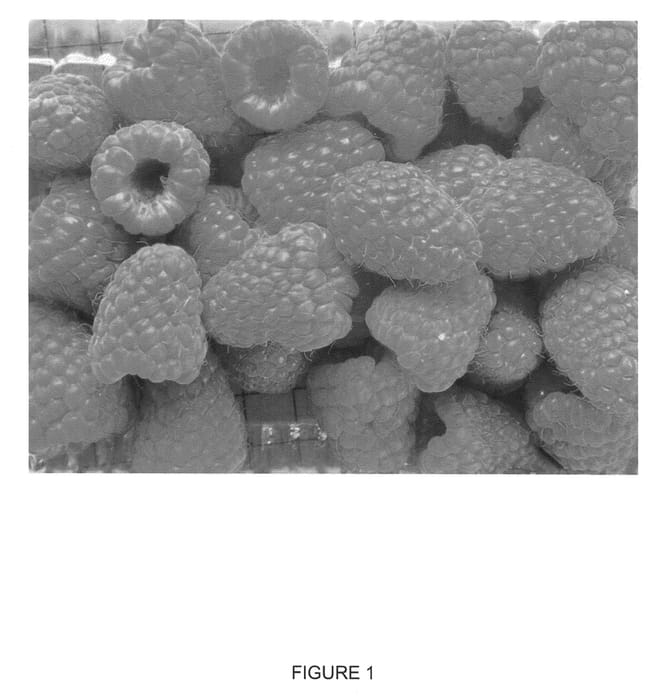 Figure 1 of US plant patent PP20771, the photograph of Korpiko printed in the patent.