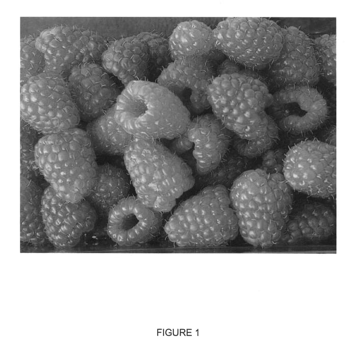 Figure 1 of US plant patent PP20773, the photograph of Adele printed in the patent.
