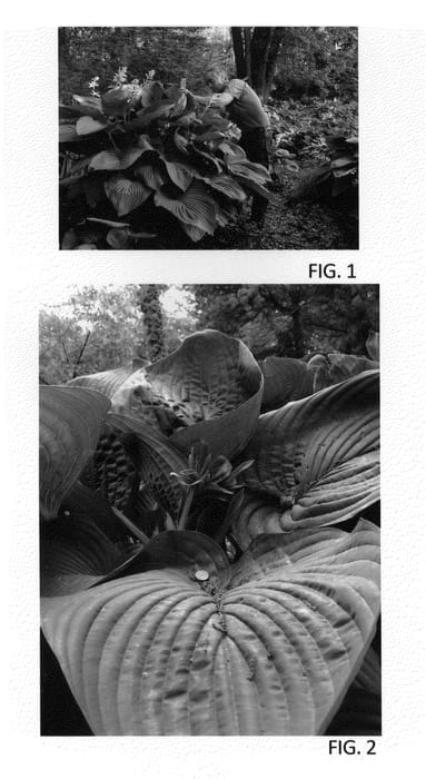 Figure 1 of US plant patent PP20774, the photograph of Empress Wu printed in the patent.