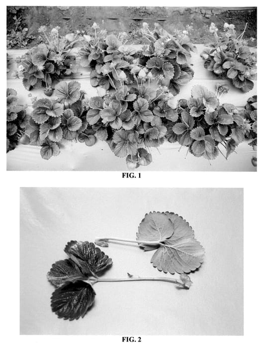 Figure 1 of US plant patent PP20775, the photograph of DrisStrawTen printed in the patent.
