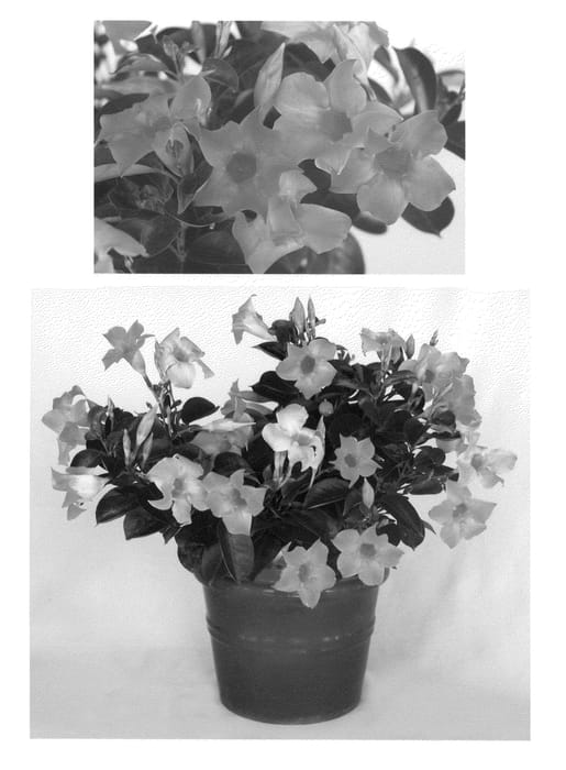 Figure 1 of US plant patent PP20776, the photograph of Ginger printed in the patent.